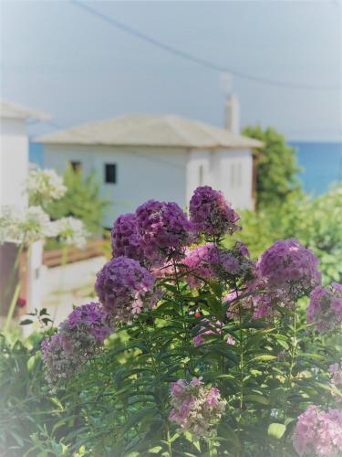 Gallery image of Hotel Erato in Chorefto