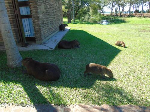 Gallery image of Iberá Porá in Colonia Carlos Pellegrini