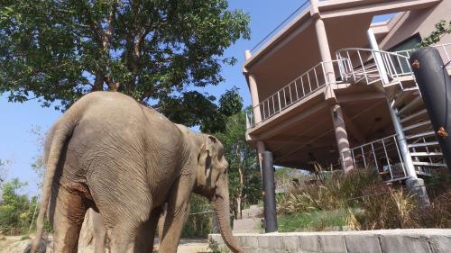 an elephant walking in front of a building at I love phants Lodge in Ban Huai Thawai