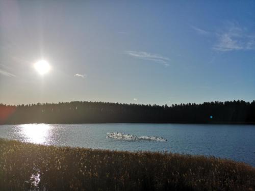 a group of ducks swimming in a large lake at Apartamenty Mazurskie Klimaty (Cud Natury) in Tomaszkowo