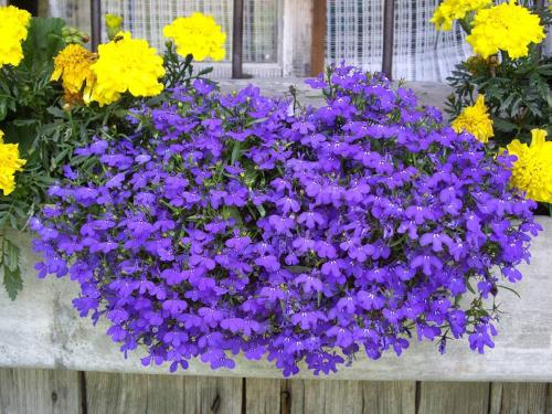 a bunch of purple flowers in a flower box at Ferienhaus Marianne in Abtenau