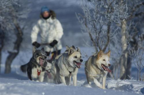 a group of four dogs running in the snow at Vertshuset Røros in Røros