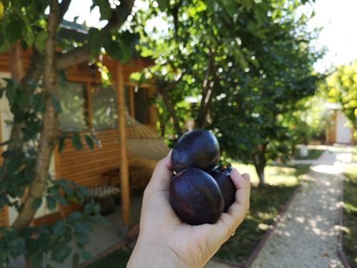a hand holding a plum in front of a house at Relax Eaza - Casa cu Hamac in Constanţa