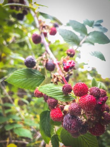 a bunch of red and black berries on a tree at Pousada Quinta das Nascentes in Petrópolis