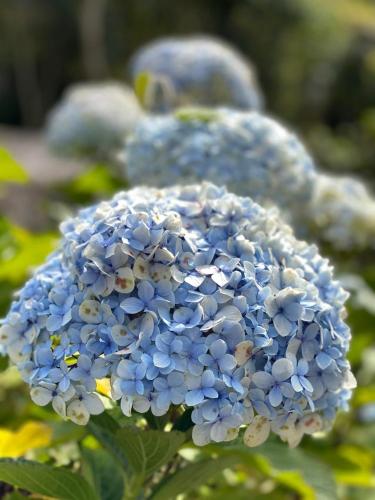 a close up of a blue and white flower at Pousada Quinta das Nascentes in Petrópolis