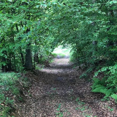 a path in the woods with trees and leaves at Brvnara Vršac in Vršac