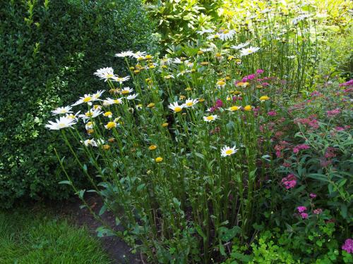 a garden filled with lots of colorful flowers at Ediths Haus in Rhauderfehn