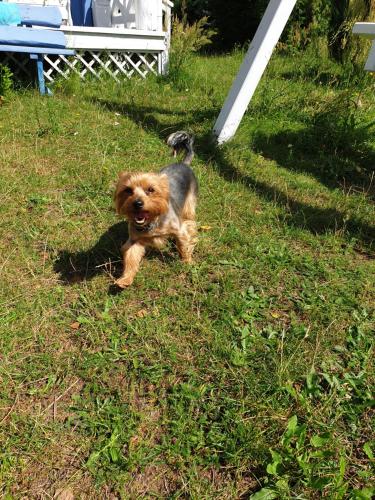a dog running in the grass in the yard at Błękitny Domek - Tleń - Bory Tucholskie in Tleń