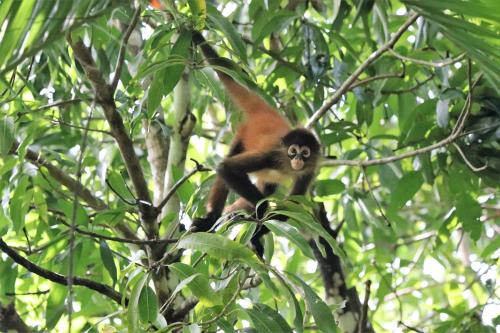 a monkey sitting on top of a tree at Four Monkeys Eco Lodge - Jungle & Beach in Cabo Matapalo