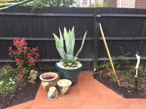 a plant in a pot next to a fence at Basingstoke En Suite Room in Garden Annex in Basingstoke