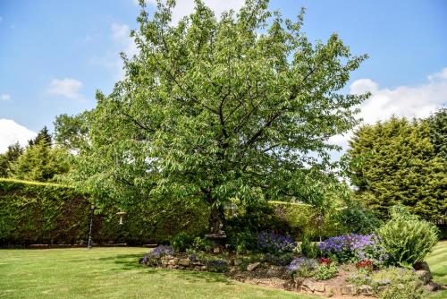 a tree in the middle of a garden with flowers at Maryland in Derby