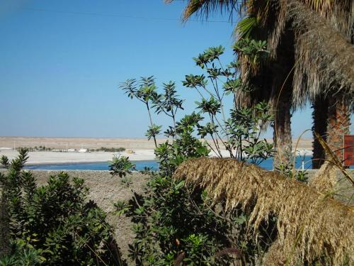 a beach with palm trees and a body of water at Hotel K in Bahia Inglesa