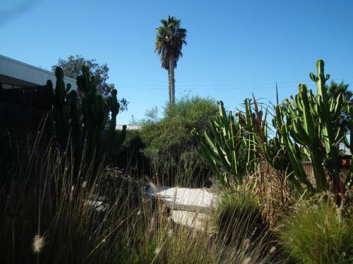 a palm tree in the middle of a garden at Hotel K in Bahia Inglesa