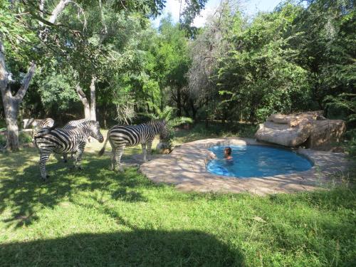 a group of zebras standing around a swimming pool at Kruger Safari Animal Encounter in Marloth Park