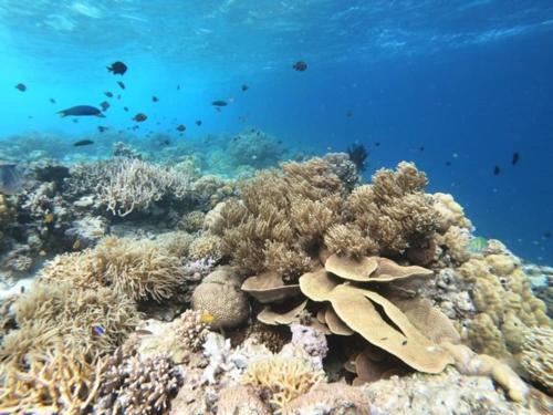 a coral reef with fish in the water at Green World Hotel in Semporna