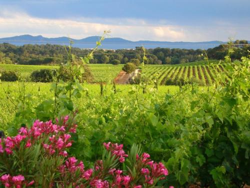 a field of pink flowers with a vineyard in the background at Chateau Maravenne in La Londe-les-Maures