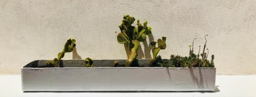a cactus plant in a white pot next to a wall at Apartamento Valencia in Catarroja
