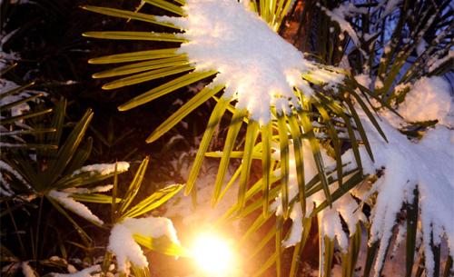 a snow covered tree with a light in the background at Apparthotel Gartenresidence Nalserhof in Nalles