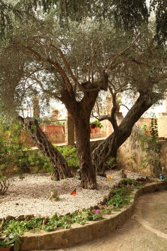 a tree in a garden with some flowers at B&B Villa Casablanca in Enna