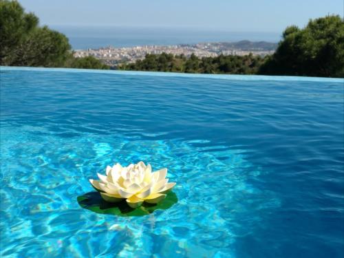a white flower floating on top of blue water at Villa FenaVista in Mijas