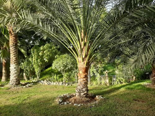 a palm tree in the middle of a field at Daraysh Hotel in Sharjah