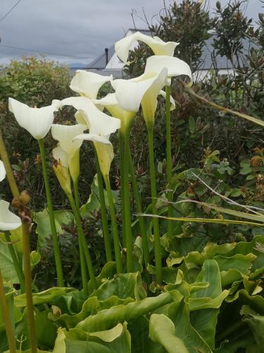 a group of white flowers with the ocean in the background at Ocean Heights B&B in Lissadell