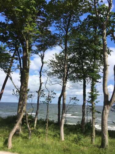 widok na ocean przez drzewa na plaży w obiekcie Apartament Amalia z widokiem na morze w Rewalu