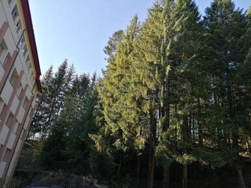 a group of tall trees in front of a building at HOSTEL CPPI Nord in Buşteni