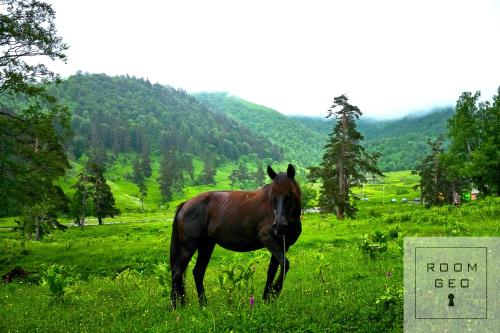 a horse standing in a field next to a sign at ORBI Palace Deluxe in Bakuriani
