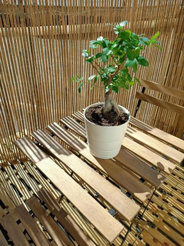 a plant in a pot sitting on a wooden table at Sole&Scudo in Venaria Reale