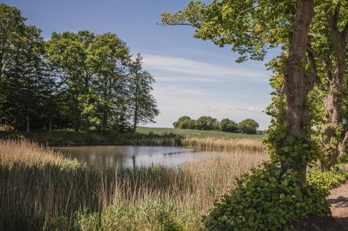 a tree next to a pond in a field at Sonnerupgaard Hotel & Konference in Kirke-Hvalsø
