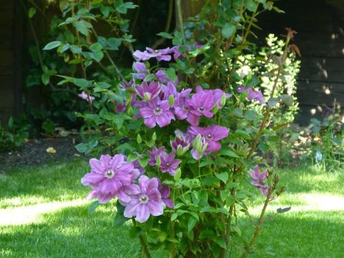 Iolanthe photo 37