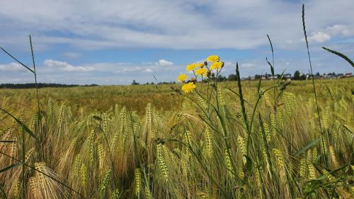a field of tall grass with yellow flowers in it at Anni's Waldblick in Burgstaedt