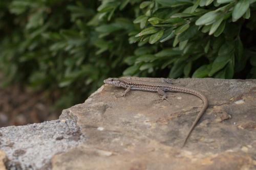 a lizard sitting on top of a rock at Europe tents camping Begur in Begur