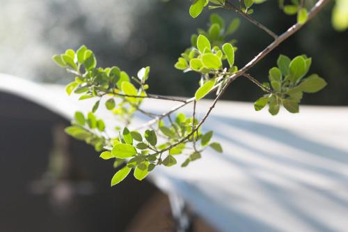 a branch of a tree with green leaves on it at Europe tents camping Begur in Begur