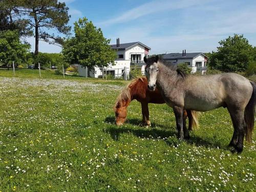 two horses standing in a field of grass at Gîtes & Tiny houses Les Hauts de Toulvern in Baden