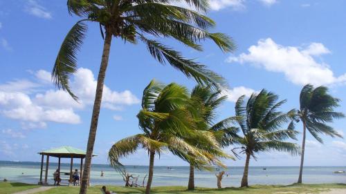 a group of palm trees on a beach with the ocean at MANIKOU in Le Vauclin