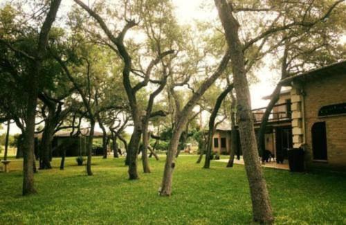 a group of trees in the grass near a building at Live Oaks Bed and Breakfast in Uvalde