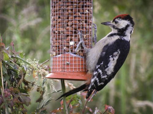 Altri animali domestici presso il lodge o nei dintorni