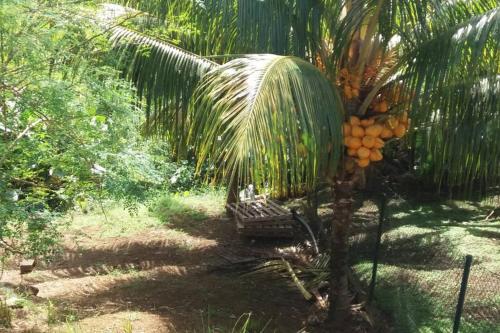 a palm tree with a bunch of fruit on it at les orchidées in Petit-Bourg