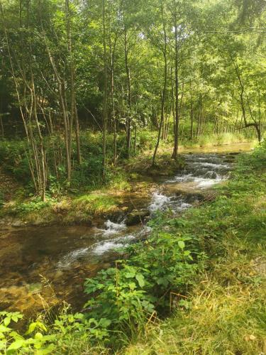 a stream in the middle of a field with trees at Nad Potokiem z Alpakami in Stronie Śląskie