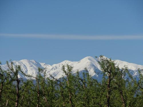 a view of snow covered mountains from behind trees at La Casa Nert in Millas