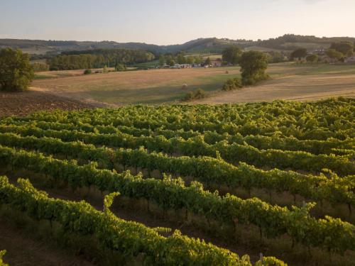 an aerial view of a vineyard in a field at Agriturismo Consalvi Valentina in Marsciano