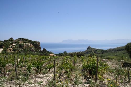 a vineyard with the ocean in the background at Casale Corcella in Scopello