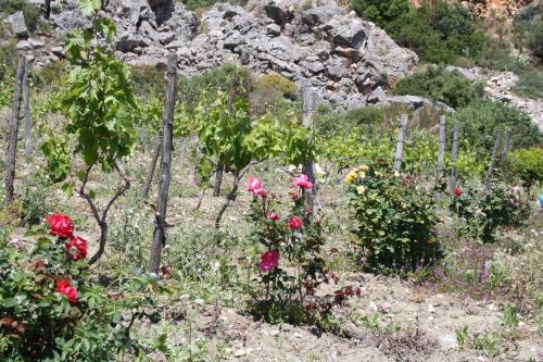 a bunch of flowers in a garden with rocks at Casale Corcella in Scopello