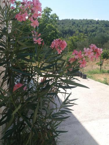 a plant with pink flowers on a sidewalk at Banin in Skradin