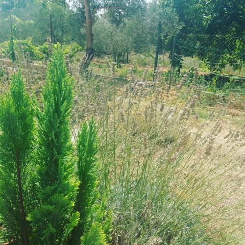 a field with tall green plants and trees at Banin in Skradin