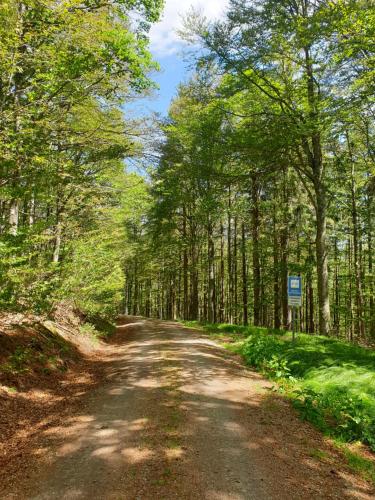 a dirt road in the middle of a forest at Haus Bergblick in Lindberg