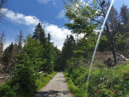 a dirt road with trees on both sides of it at Haus Bergblick in Lindberg