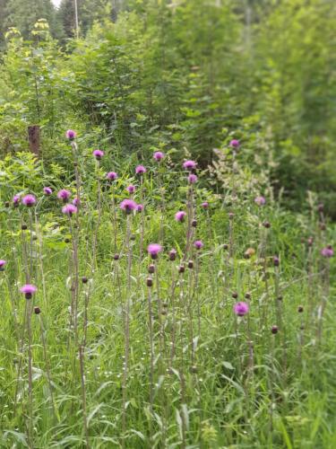 a field full of pink flowers in the grass at Haus Bergblick in Lindberg